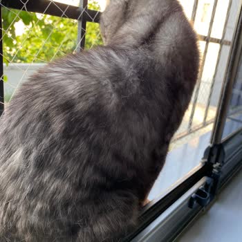 Atlaspet Brit Premium Mama Kalitesizliği