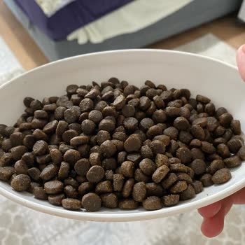 Atlaspet Brit Premium Mama Kalitesizliği