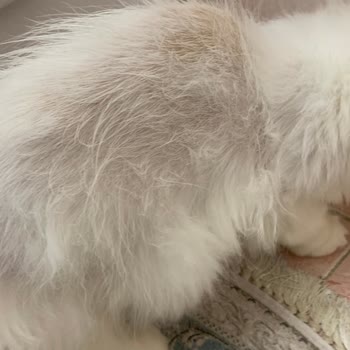 Pamir Veteriner Kliniği (Buca) Memnuniyetsizliği