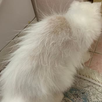 Pamir Veteriner Kliniği (Buca) Memnuniyetsizliği