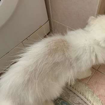 Pamir Veteriner Kliniği (Buca) Memnuniyetsizliği