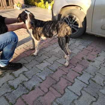 Guardia Turca Köpek Çiftliği Ve Presa Canario'larım