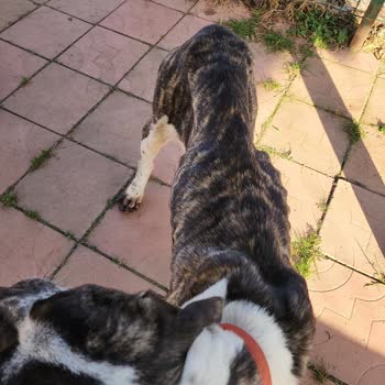 Guardia Turca Köpek Çiftliği Ve Presa Canario'larım