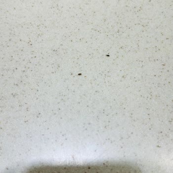 Burger King Muğla Rüya AVM'deki Şubenizdeki Tezgahın Üstü Sinek Ve Küçük Böceklerle Dolu