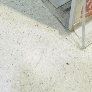 Burger King Muğla Rüya AVM'deki Şubenizdeki Tezgahın Üstü Sinek Ve Küçük Böceklerle Dolu