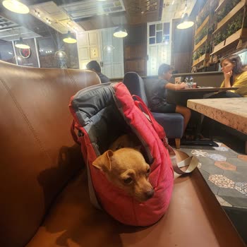 Tavuk Dünyası Çantada Küçük İrk Köpeğimi Sorun Yarattılar