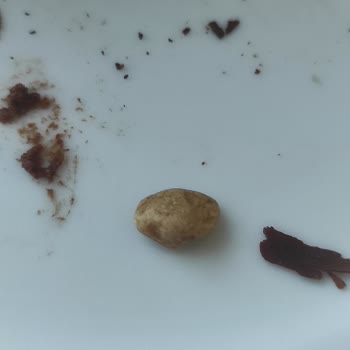 Liva Pastanesi (livashop.com) Liva Pastasından Taş Çıktı