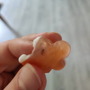 Haribo Şekerleme İçerisindeki Yabancı Cisim