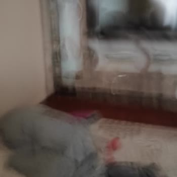 Xiaomi Kamera Sorunu Var