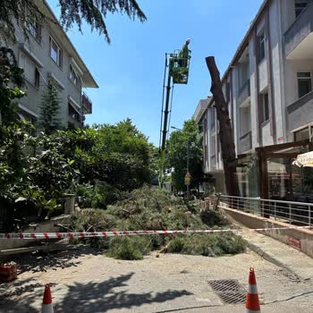 Çevre, Şehircilik Ve İklim Değişikliği Bakanlığı Ağaç Kesme İşlemi