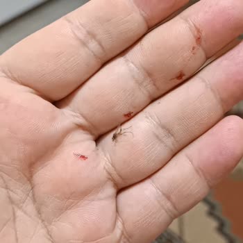 Raid Elektrolikit İşe Yaramıyor