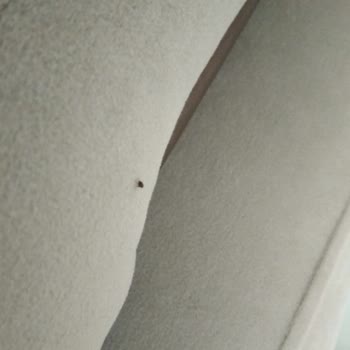 Kilim Mobilya Koltuklarda Pire Sorunu