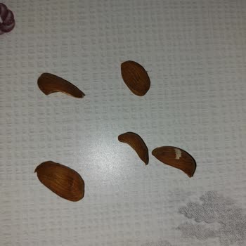 Bercekız Servet Şekerleme Servet Şekerleme Badem Yerine Kayısı Çekirdeği Satışı