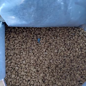 Kirpipet Üründen Çöpler Çıktı