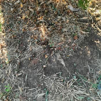 Avcılar Kaymakamlığı Köpek Tuvaleti Oldu.