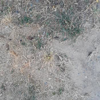 Avcılar Kaymakamlığı Köpek Tuvaleti Oldu.