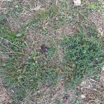 Avcılar Kaymakamlığı Köpek Tuvaleti Oldu.