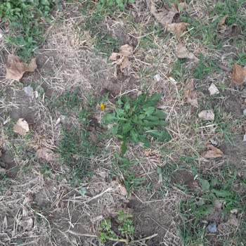 Avcılar Kaymakamlığı Köpek Tuvaleti Oldu.