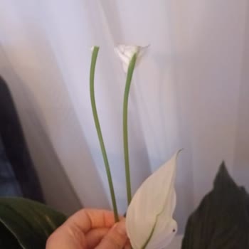 Çiçek Sepeti Kusurlu Ürün