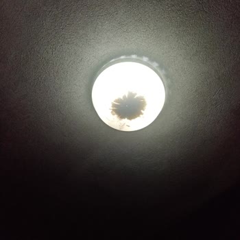 Malatya Büyükşehir Belediyesi Sivrisinek İlaçlama Yapılmaması