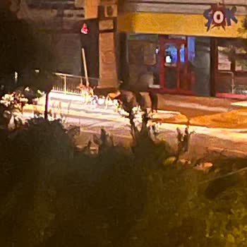 Beylikdüzü Belediyesi Başıboş Köpekler Hakkında