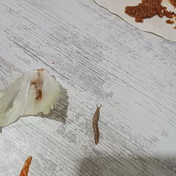 Komagene Çiğköftede Sümüklü Böcek