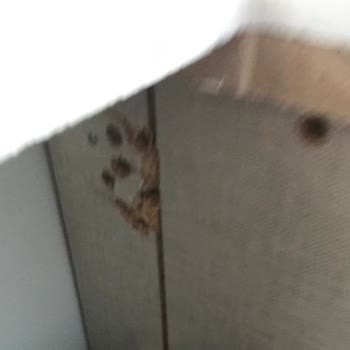 Alveus Kurulum Bedava, Montaj Paralı