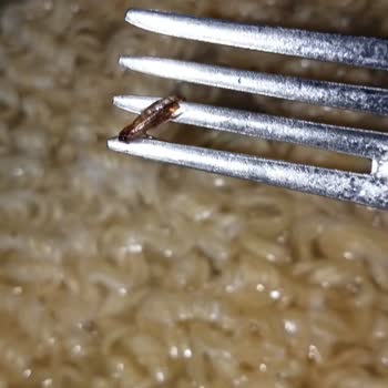 indomie Noddle'dan Böcek Çıktı