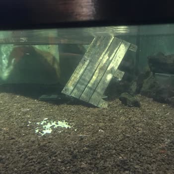 Aqua Vega Akvaryum İlgisizlik ,Bakımsızlık, Hayvanların Durumu