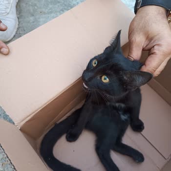 Alo 153 Hayvan Ambulansı 153 Hayvan Ambulansı Oyaladı Gelmedi