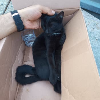 Alo 153 Hayvan Ambulansı 153 Hayvan Ambulansı Oyaladı Gelmedi