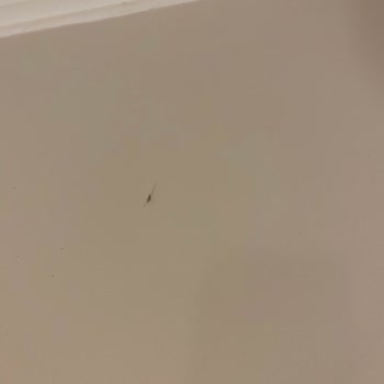 Smart Holiday Hotel Hijyen Problemleri Var