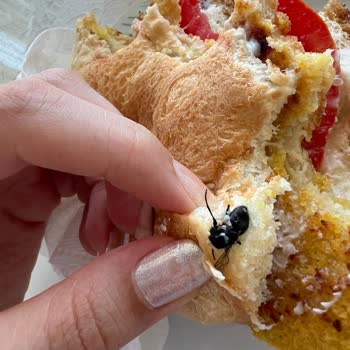 BİM Başak Gıda Pazarlama Unlüx Gurme Hamburger Ekmeğinden Sinek Çıktı
