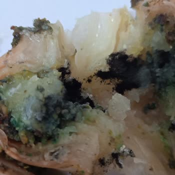 Üstün Patisserie Mersin Kargıpınar Baklava Küflü Çıktı