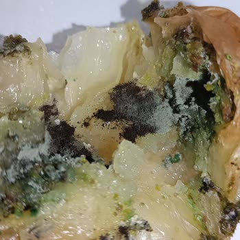 Üstün Patisserie Mersin Kargıpınar Baklava Küflü Çıktı