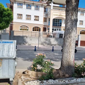 Sarayönü Belediyesi Sokak Hayvanlarının Başıboş Ve Aç Bırakılması