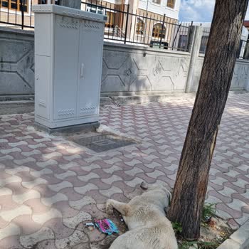 Sarayönü Belediyesi Sokak Hayvanlarının Başıboş Ve Aç Bırakılması