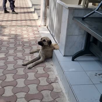 Sarayönü Belediyesi Sokak Hayvanlarının Başıboş Ve Aç Bırakılması
