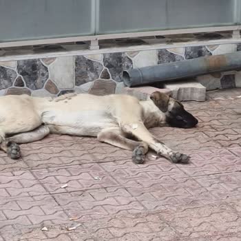 Sarayönü Belediyesi Sokak Hayvanlarının Başıboş Ve Aç Bırakılması