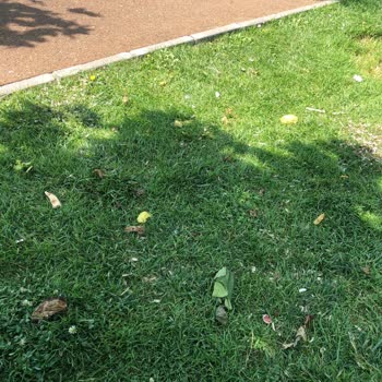 İBB - İstanbul Büyükşehir Belediyesi Bakırköy Sahil Çöp Yuvası Olmuş!