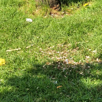 İBB - İstanbul Büyükşehir Belediyesi Bakırköy Sahil Çöp Yuvası Olmuş!