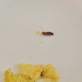 Böcek Çıktı Lays Gibi Bir Firmanın Cipsinden