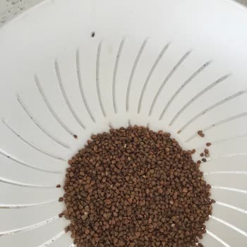 Trendyol Hızlı Market Mopaş'tan Aldığım Karabuğdayın İçi Böcek Dolu