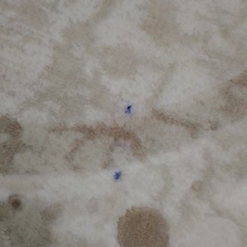 Altın Halı Yıkama Halılar Çok Kirli