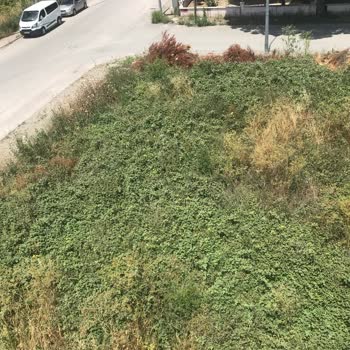 Balıkesir Büyükşehir Belediyesi Yan Arsanın Arsasını Temizlememesi Hk.