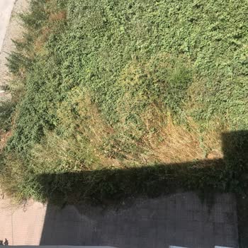 Balıkesir Büyükşehir Belediyesi Yan Arsanın Arsasını Temizlememesi Hk.
