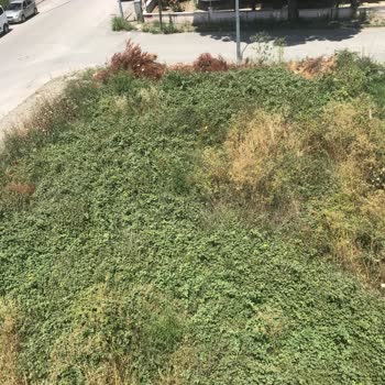 Balıkesir Büyükşehir Belediyesi Yan Arsanın Arsasını Temizlememesi Hk.