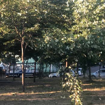 Çayırova Belediyesi Çağdaşkent Mesire Alanı Ağaçlarına Zarar Veriliyor