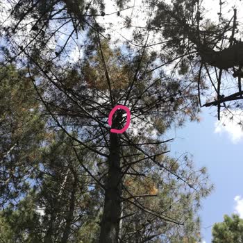 İstanbul İtfaiyesi Kedi Ve İtfaiye Şikayetleri