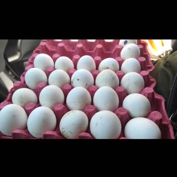 Lele Yumurta Şubesi Bozuk Yumurtayı İade Almadı